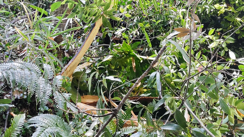 倒木したシラカシ 横浜市瀬谷区長屋門公園