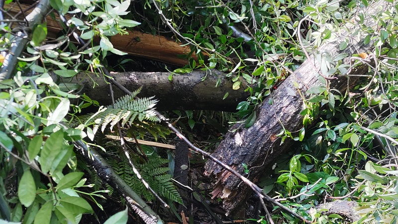 倒木したシラカシ 横浜市瀬谷区長屋門公園
