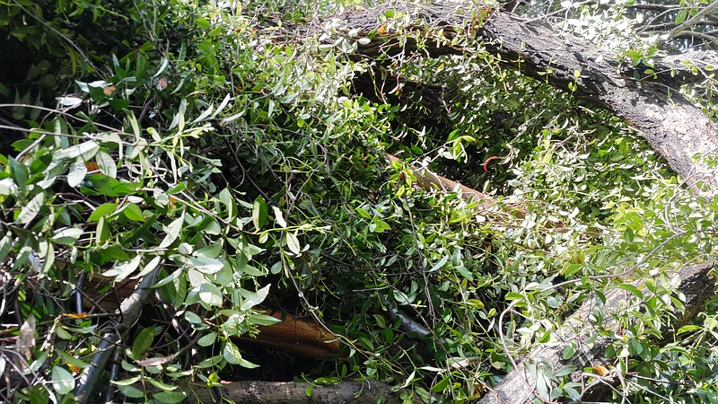 倒木したシラカシ 横浜市瀬谷区長屋門公園
