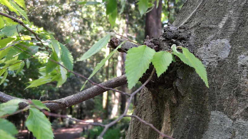 アカシデ 横浜市瀬谷区長屋門公園