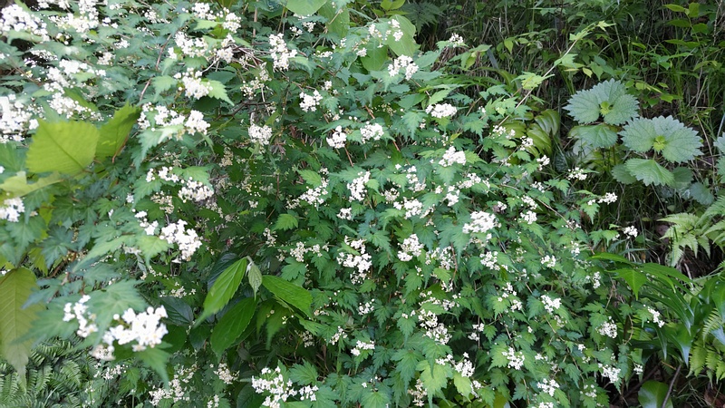 コゴメウツギの花 横浜市旭区帷子川親水緑道