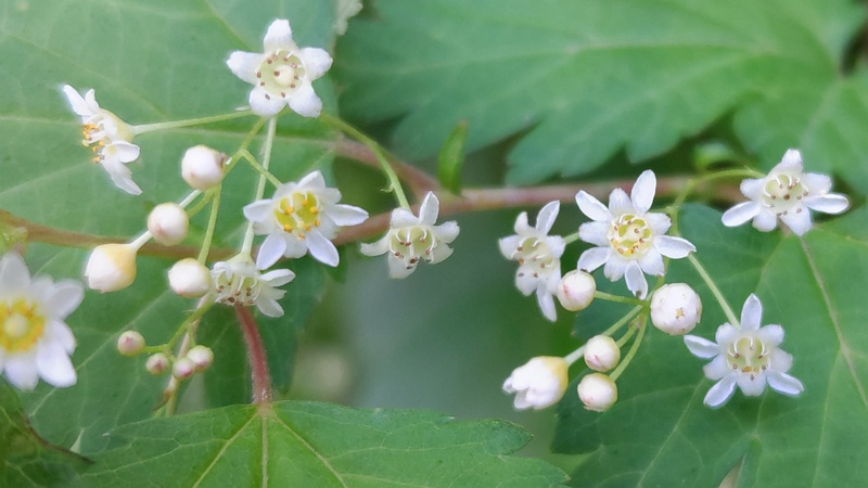 コゴメウツギの花 横浜市旭区帷子川親水緑道