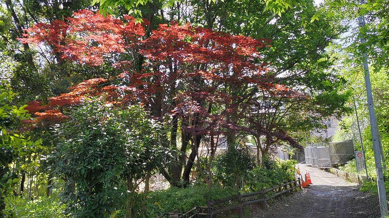 ノムラモミジ 横浜市旭区帷子川親水緑道