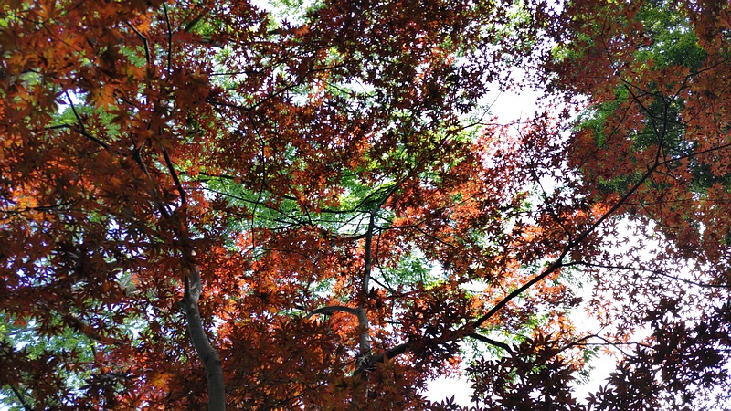 ノムラモミジ 横浜市旭区帷子川親水緑道