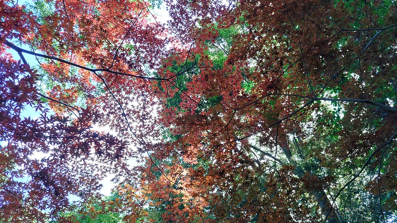 ノムラモミジ 横浜市旭区帷子川親水緑道