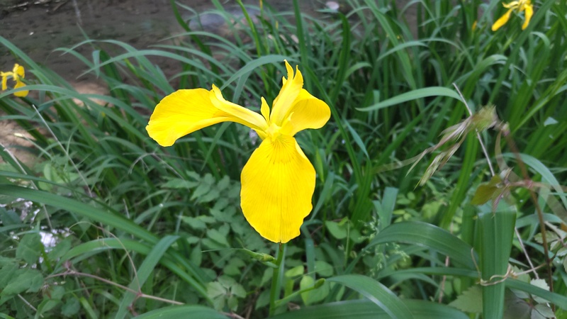 キショウブの花 横浜市旭区帷子川親水緑道