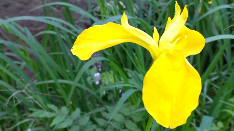 キショウブの花 横浜市旭区帷子川親水緑道