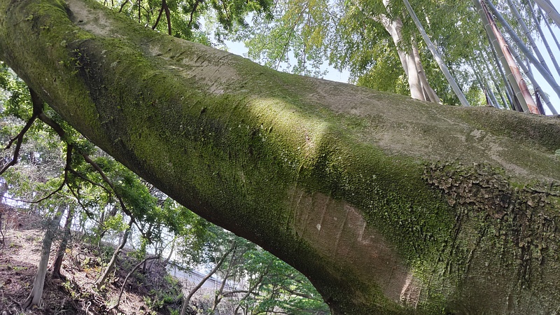 エノキ 横浜市旭区帷子川親水緑道