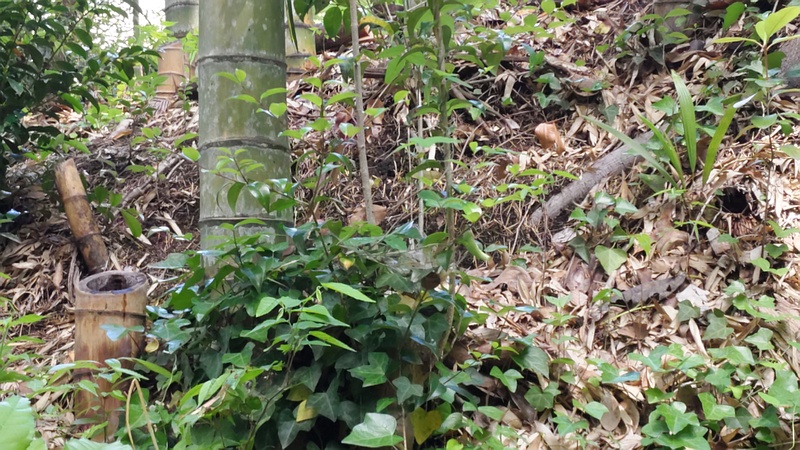 エノキ 横浜市旭区帷子川親水緑道
