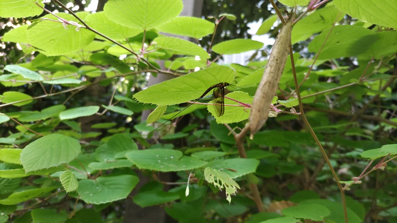モンカゲロウ 横浜市旭区帷子川親水緑道