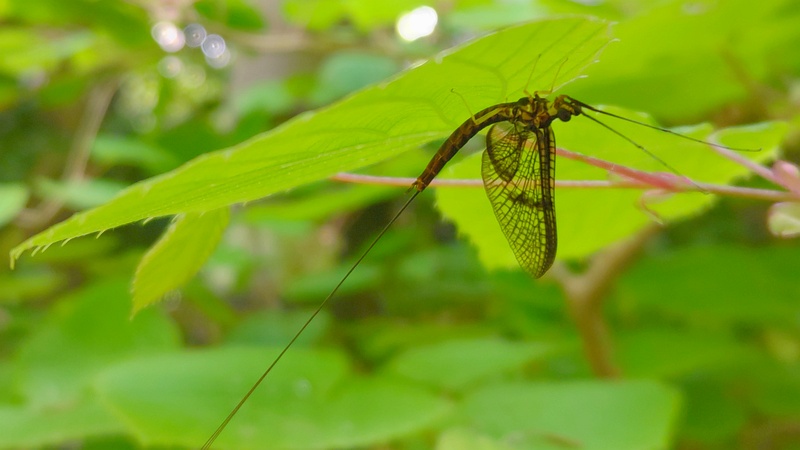 モンカゲロウ 横浜市旭区帷子川親水緑道