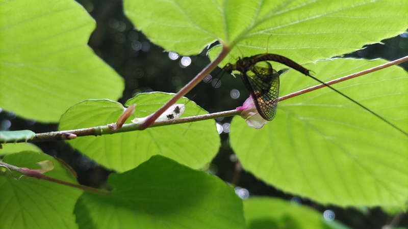 モンカゲロウ 横浜市旭区帷子川親水緑道
