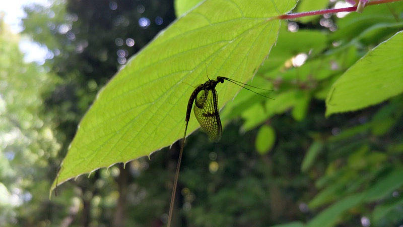 モンカゲロウ 横浜市旭区帷子川親水緑道