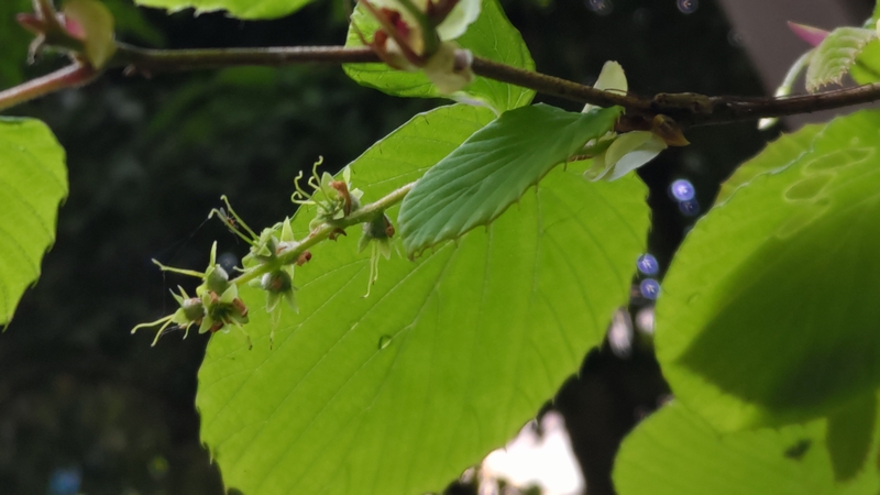 トサミズキの若い果実 横浜市旭区帷子川親水緑道