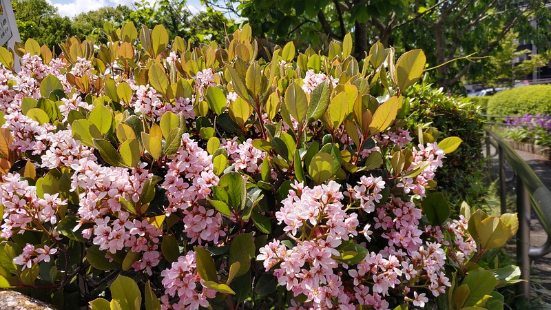 ベニバナシャリンバイの花 横浜市旭区鶴ヶ峰鎧の渡し緑道