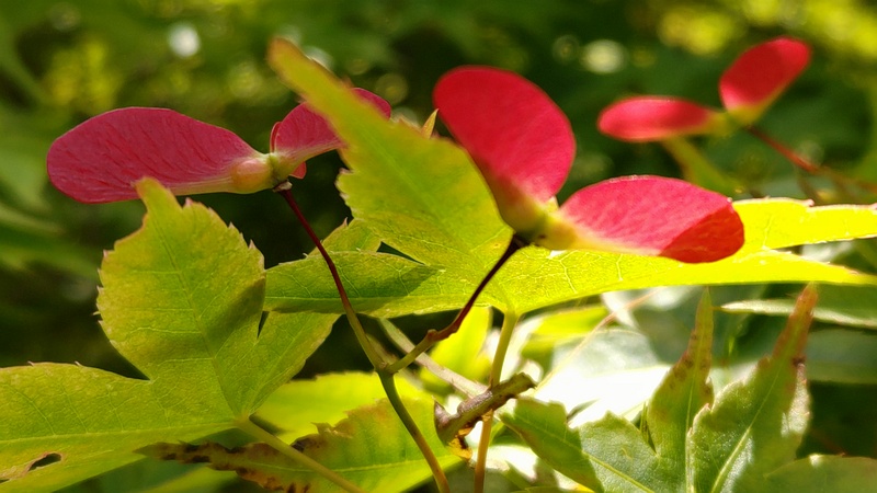 イロハモミジの果実 横浜市旭区鶴ヶ峰鎧の渡し緑道