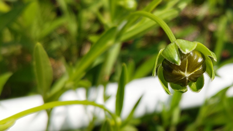 オオキンケイギクの蕾 横浜市旭区今川町