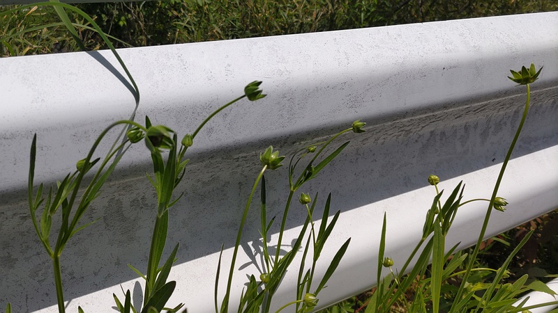 オオキンケイギクの蕾 横浜市旭区今川町