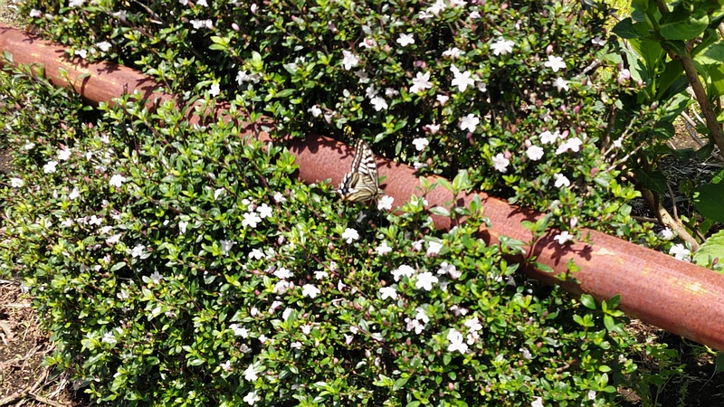 ハクチョウゲのナミアゲハ 横浜市旭区今川町