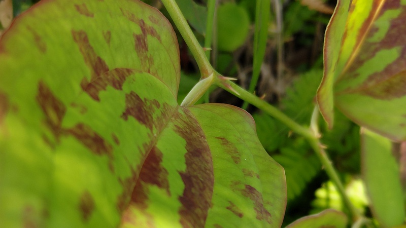 サルトリイバラ 横浜市旭区今川町