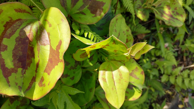 サルトリイバラ 横浜市旭区今川町