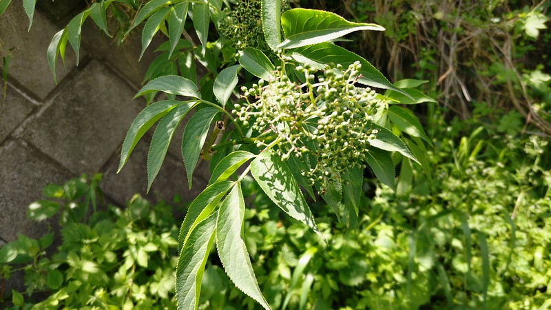 ニワトコの若い果実 横浜市旭区今川町