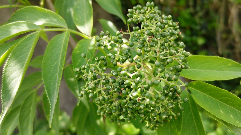 ニワトコの若い果実 横浜市旭区今川町