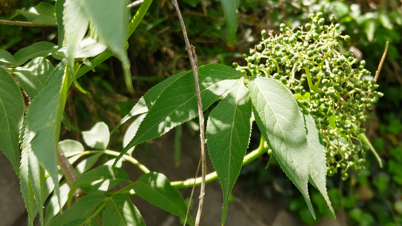 ニワトコの若い果実 横浜市旭区今川町
