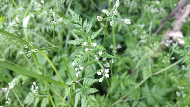 ヤブジラミの花 横浜市旭区今川町