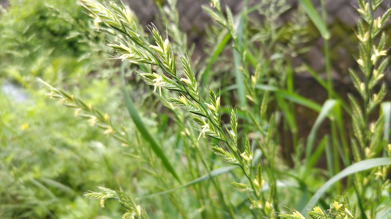 ネズミムギ 横浜市旭区今宿東町