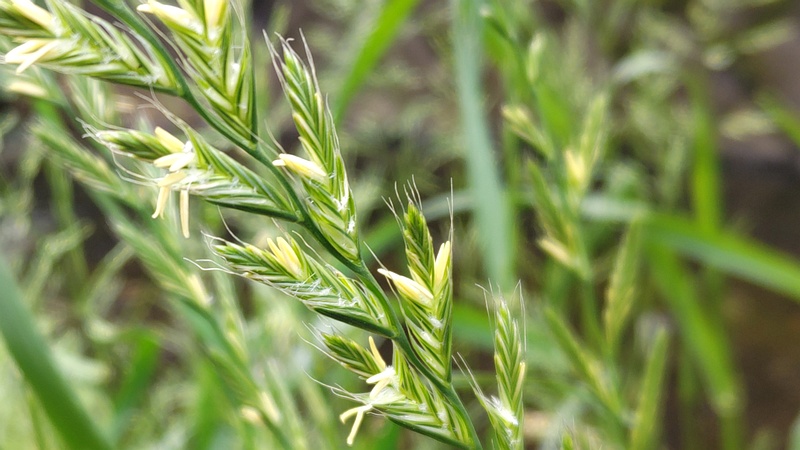 ネズミムギ 横浜市旭区今宿東町