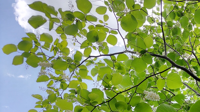 ハクウンボクの花 横浜市旭区今宿東町