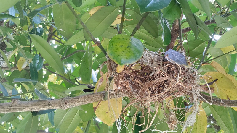 タラヨウの鳥の巣 横浜市旭区今宿東町