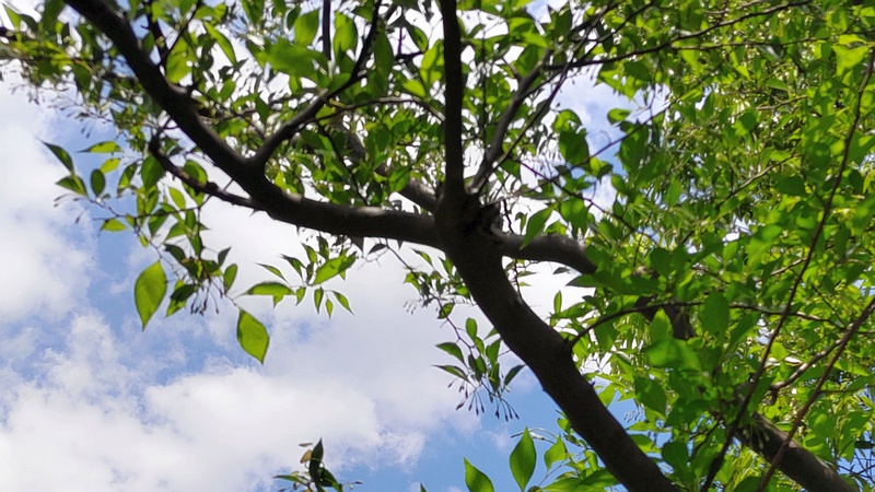 エゴノキの蕾 横浜市旭区今宿東町