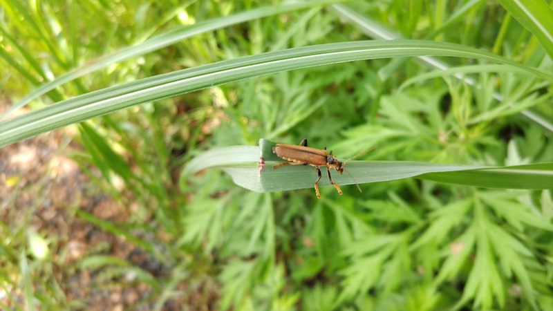 ジョウカイボン 横浜市旭区今宿東町