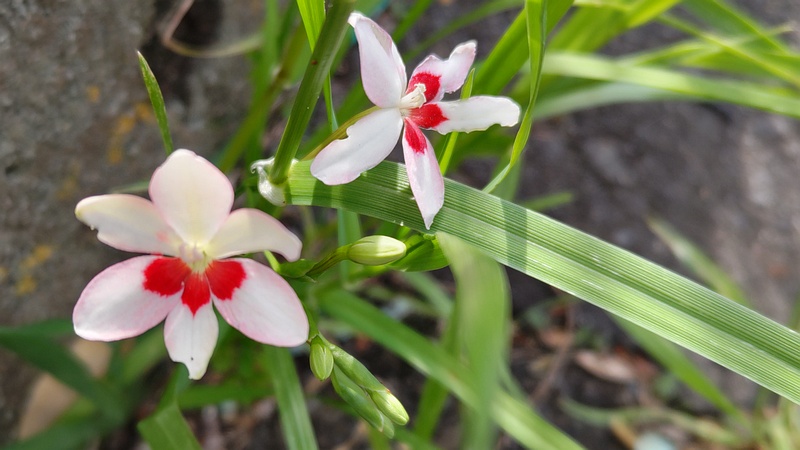 ヒメヒオウギの花 横浜市旭区今宿南町