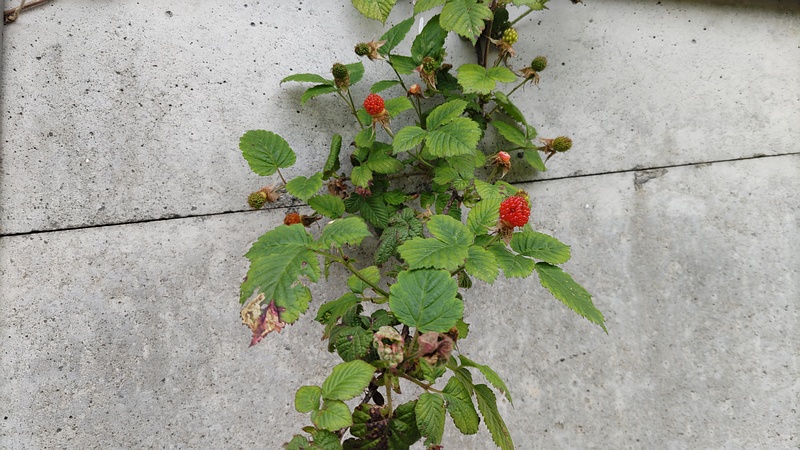 クサイチゴの果実 横浜市旭区今宿南町