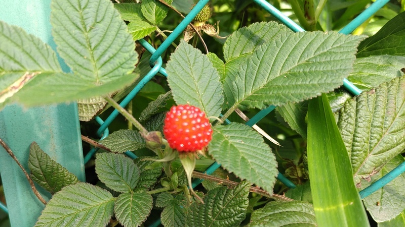 クサイチゴの果実 横浜市旭区今宿南町