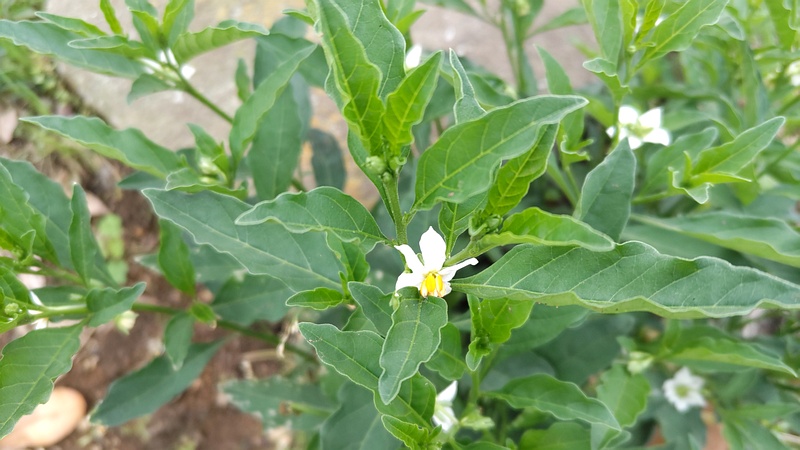 タマサンゴの花 横浜市旭区今宿町