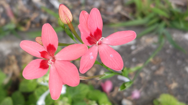 ヒメヒオウギの花 横浜市旭区中希望が丘