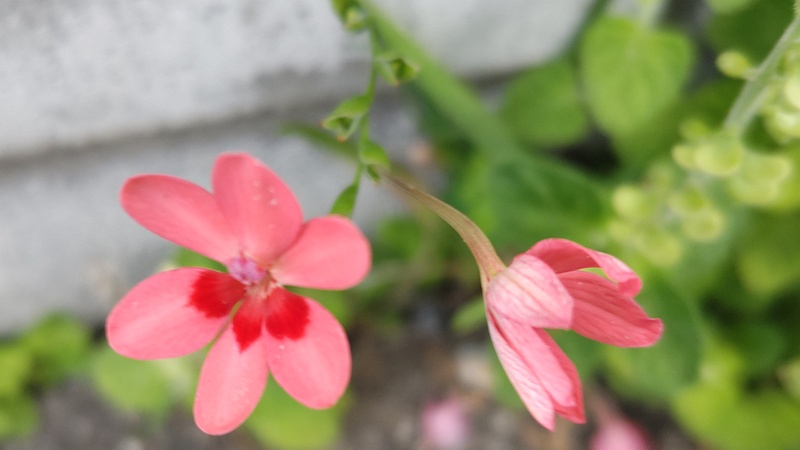 ヒメヒオウギの花 横浜市旭区中希望が丘