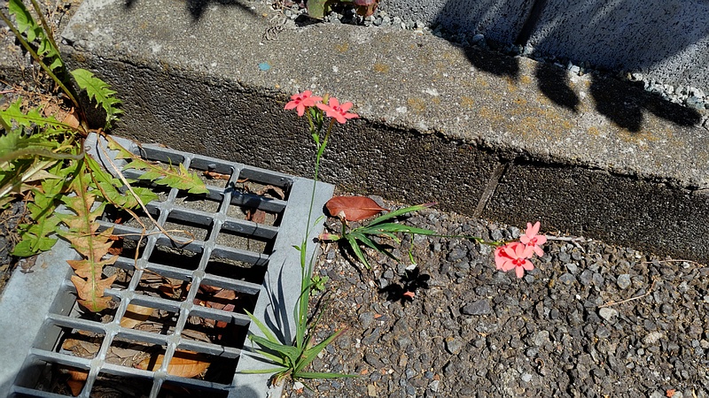 ヒメヒオウギの花 横浜市旭区中希望が丘