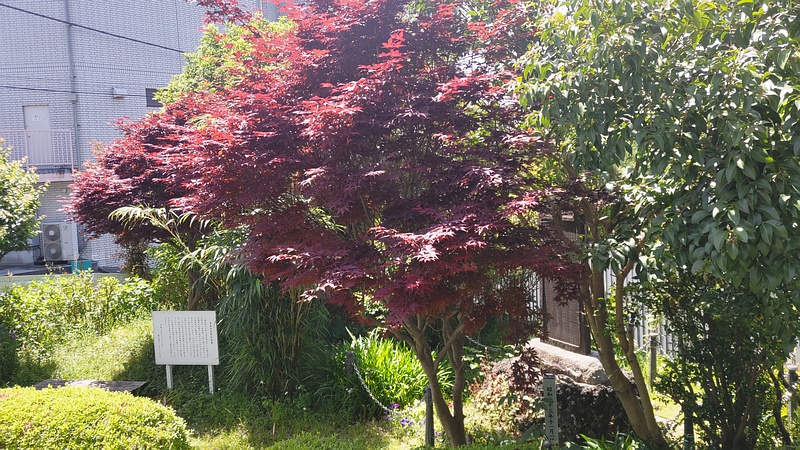 ノムラモミジ 横浜市旭区鶴ヶ峰本町畠山重忠公碑