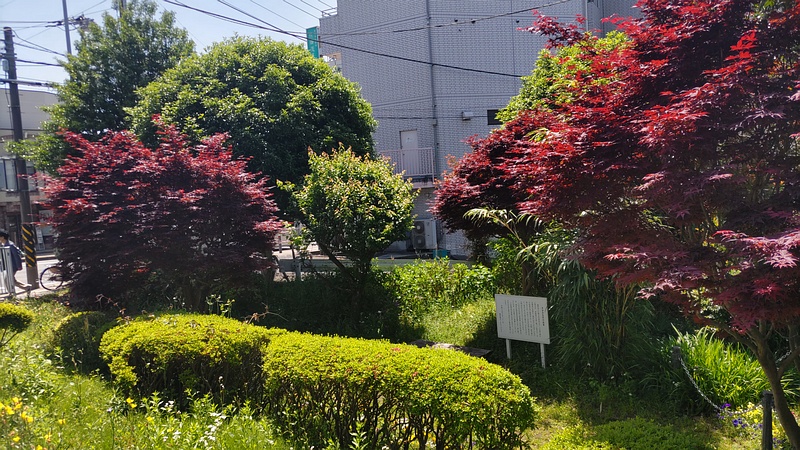 ノムラモミジ 横浜市旭区鶴ヶ峰本町畠山重忠公碑