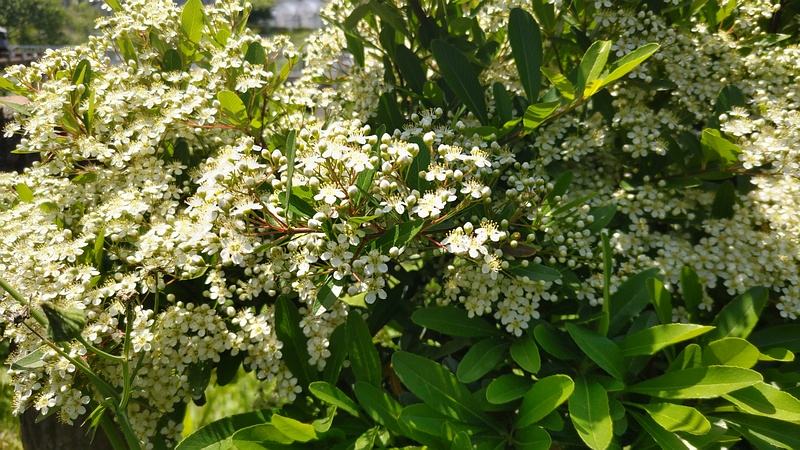 カザンデマリの花 横浜市旭区鶴ヶ峰本町