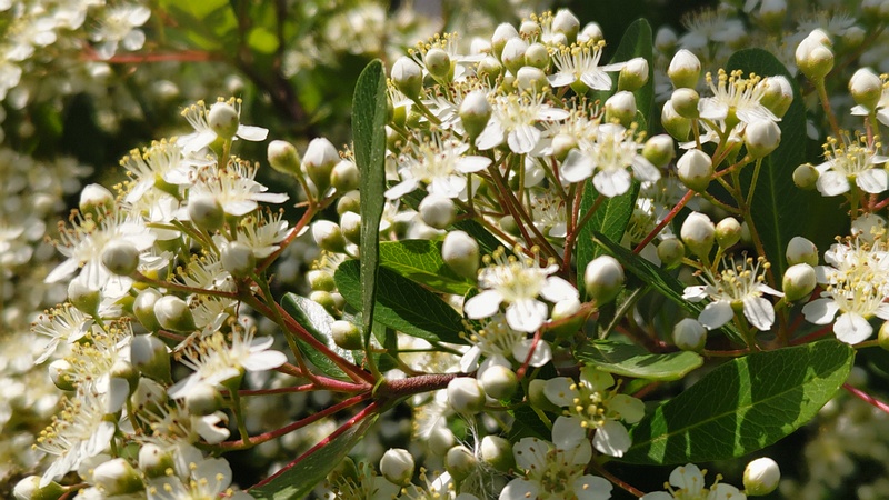 カザンデマリの花 横浜市旭区鶴ヶ峰本町
