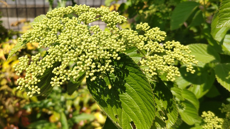 ガマズミの蕾 横浜市旭区今宿南町帷子川緑道