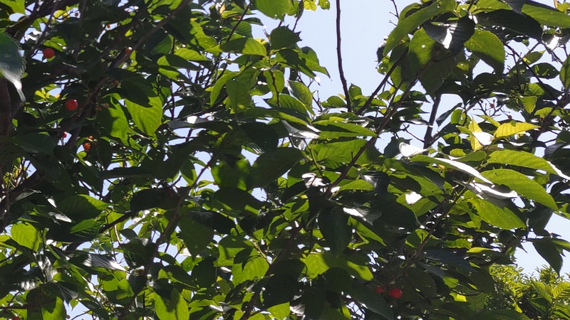 カラミザクラの果実 横浜市旭区今宿南町帷子川緑道