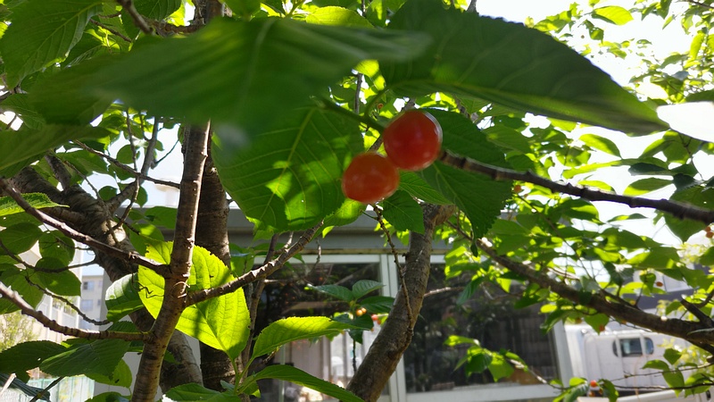 カラミザクラの果実 横浜市旭区今宿南町帷子川緑道