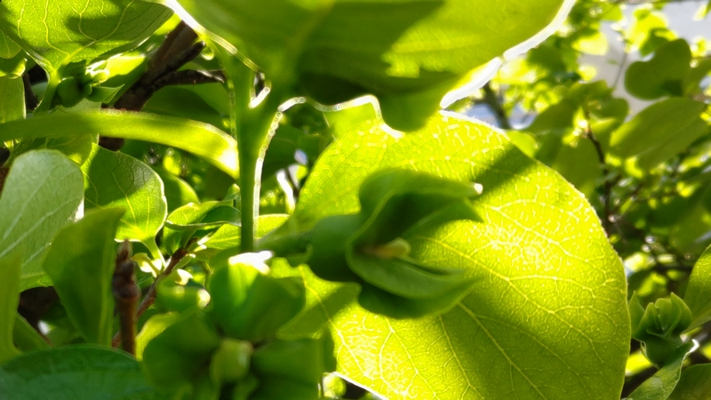 カキノキの雌花 横浜市旭区今宿南町
